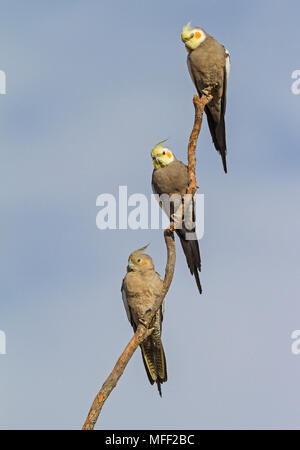 Nymphensittich (Nymphicus hollandicus), Fam. Papageienvögel, zwei Weibchen und ein Männchen, Mulyangarie Station, South Australia, Australien Stockfoto