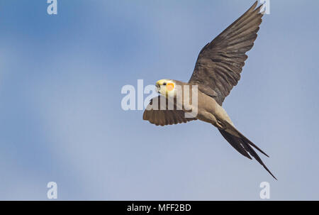 Nymphensittich (Nymphicus hollandicus), Fam. Papageienvögel, männlich, Mulyangarie Station, South Australia, Australien Stockfoto