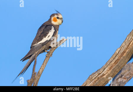 Nymphensittich (Nymphicus hollandicus), Fam. Papageienvögel, männlich, Mulyangarie Station, South Australia, Australien Stockfoto