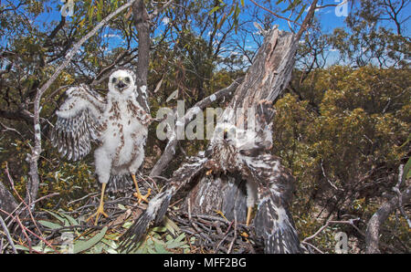 Collared Sperber (Accipiter cirrhocephalus), Fam. Accipitridae, zwei Küken im Nest, Mulyangarie Station, South Australia, Australien Stockfoto