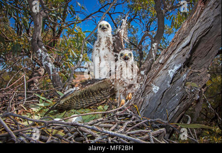 Collared Sperber (Accipiter cirrhocephalus), Fam. Accipitridae, zwei Küken im Nest, Mulyangarie Station, South Australia, Australien Stockfoto