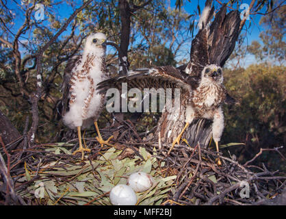 Collared Sperber (Accipiter cirrhocephalus), Fam. Accipitridae, zwei Küken im Nest, Mulyangarie Station, South Australia, Australien Stockfoto