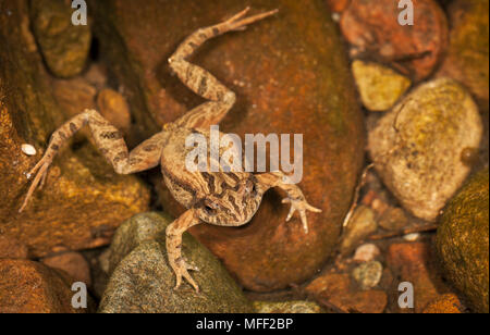 Gemeinsame Froglet (Crinia signifera), Fam. Myobatrachidae, Warrumbungles Nationalpark, New South Wales, Australien Stockfoto