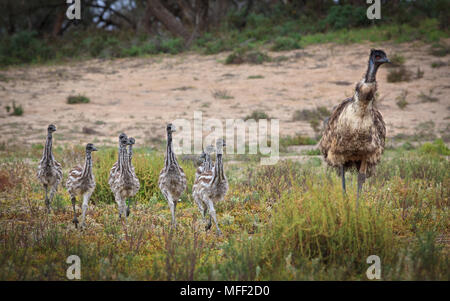 Emu (Dromaius novaehollandiae), Fam. Casuariidae, Männliche mit Küken, Kinchega National Park, New South Wales, Australien Stockfoto