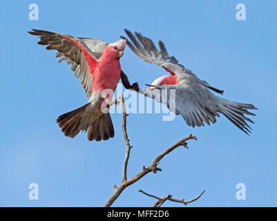 Galah (Eolophus roseicapillus), Fam. Cacatuidae, der red-eyed einzelnen auf der linken Seite ist eine weibliche, Mulyangarie, South Australia, Australien Stockfoto