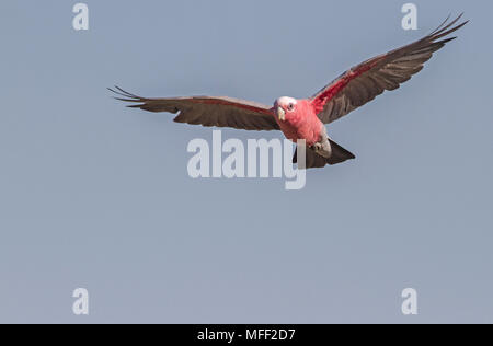 Galah (Eolophus roseicapillus), Fam. Cacatuidae, männlich, Mulyangarie, South Australia, Australien, Weiblich Stockfoto