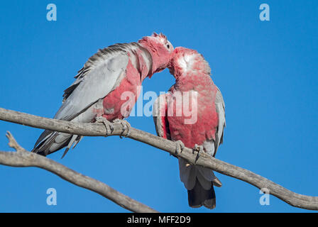 Galah (Eolophus roseicapillus), Fam. Cacatuidae, zwei Männer putzen, Mulyangarie, South Australia, Australien, Weiblich Stockfoto