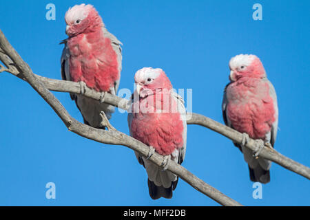 Galah (Eolophus roseicapillus), Fam. Cacatuidae, drei Männer, Mulyangarie, South Australia, Australien, Weiblich Stockfoto