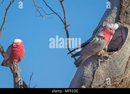 Galah (Eolophus roseicapillus), Fam. Cacatuidae, männliche Inspektion Baum hohl, Buchse auf der linken Seite, Mulyangarie, South Australia, Australien, Weiblich Stockfoto