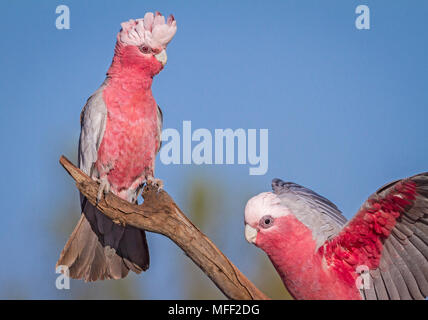 Galah (Eolophus roseicapillus), Fam. Cacatuidae, Weiblich links, Männlich rechts unten Mulyangarie, South Australia, Australien, Weiblich Stockfoto