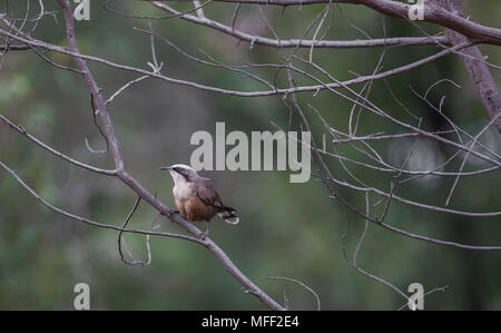 Grau - gekrönte Schwätzer (Pomatostomus temporalis), Fam. Pomatostomidae, Warrumbungles Nationalpark, New South Wales, Australien Stockfoto