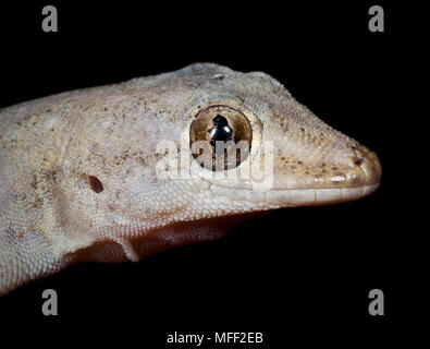 Asiatische House Gecko Hemidactylus frenatus)), Fam. Gekkonidae, Arten ist nach Australien, Mission Beach, Queensland, Australien eingeführt. Stockfoto