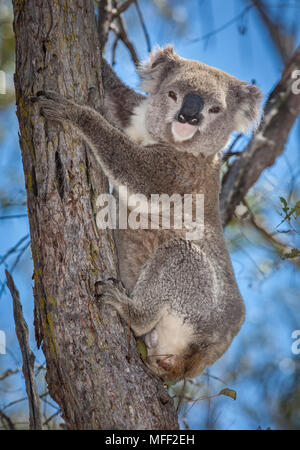 Koala (Phascolarctos cinereus), Fam. Imbota Phascolarctidae, Naturschutzgebiet, New South Wales, Australien Stockfoto