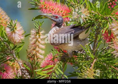 Laut Friarbird (Philemon corniculatus), Fam. Meliphagidae, Fütterung auf bottlebrush Blumen,, Tooraweenah, New South Wales, Australien Stockfoto