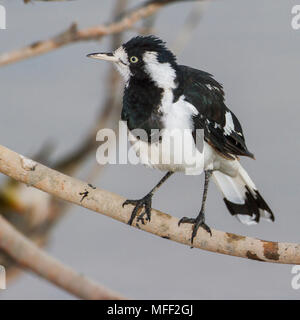 Elster - lerche (Grallina cyanoleuca), Fam. Dicruridae, Weiblich, Mulyangarie Station, South Australia, Australien Stockfoto