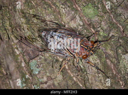 Rasiermesser Schleifer (Henicopsaltria eydouxii), Fam. Cicadidae, Hemiptera, Myall Lakes National Park, New South Wales, Australien Stockfoto