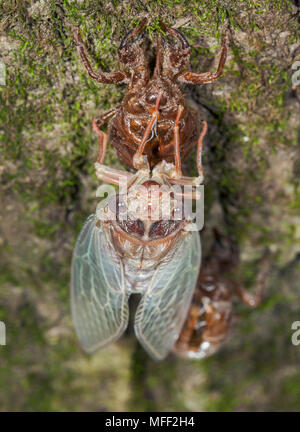 Rasiermesser Schleifer (Henicopsaltria eydouxii), Fam. Cicadidae, Erwachsene, die sich aus Nymphe shell, Hemiptera, Myall Lakes National Park, New South Wales, Austr Stockfoto