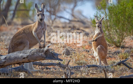Rote Känguru (Macropus rufus), Fam. Macropodidae, Marsupialia, Weibchen mit Jungen männlichen am Fuß, Mulyangarie, South Australia, Australien Stockfoto