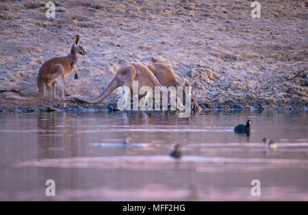 Rote Känguru (Macropus rufus), Fam. Macropodidae, Marsupialia, Mulyangarie, South Australia, Australien Stockfoto