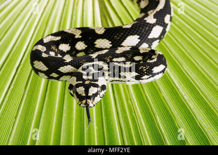 Dschungel Teppichpython (Morelia spilota cheynei) nicht giftiger python Arten im Regenwald Bereichen gefunden. Dist. Atherton Tableland, nordöstliche Australi Stockfoto