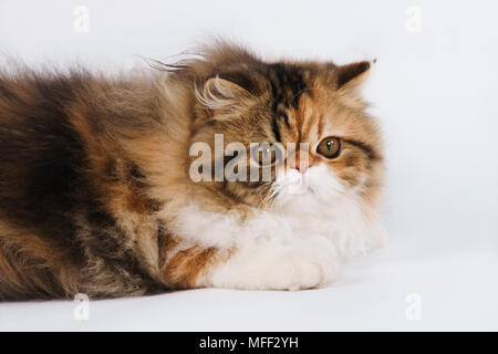 Calico Tabby, dreifarbig Persisch. Studio shot gegen weiße Boden zurück. Datum: 18.12.2008 Ref: ZB538 126466 0088 obligatorischen CREDIT: NHPA/Photoshot Stockfoto