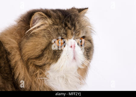 Calico Tabby, dreifarbig Persisch. Studio shot gegen weiße Boden zurück. Datum: 18.12.2008 Ref: ZB538 126466 0089 obligatorischen CREDIT: NHPA/Photoshot Stockfoto