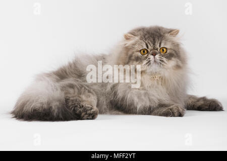 Hauskatze. Blaupunktrochen persischen Tabby. Studio shot vor weißem Hintergrund. Datum: 18.12.2008 Ref: ZB538 126466 0091 obligatorischen CREDIT: NHPA/Pho Stockfoto