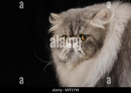 Hauskatze. Blaupunktrochen persischen Tabby. Studio shot vor schwarzem Hintergrund. Datum: 18.12.2008 Ref: ZB538 126466 0092 obligatorischen CREDIT: NHPA/Pho Stockfoto