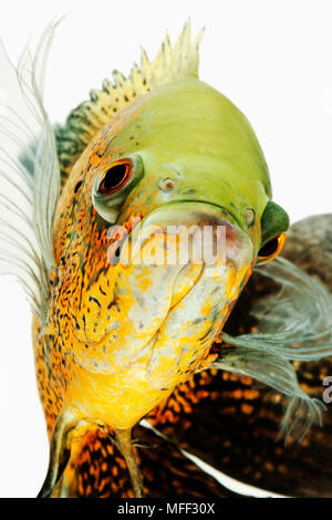 Oscar Fisch (Astonotus Ocellatus). Tropische Süßwasserfische. Auch als Tiger Oscar, Oscar, Oscar Cichlid, samt Cichlid, oder Marmor Cichlid bekannt. Di Stockfoto