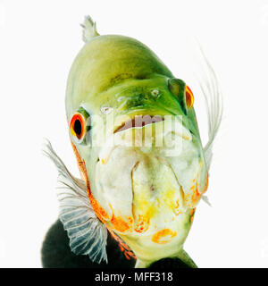 Oscar Fisch (Astonotus Ocellatus). Tropische Süßwasserfische. Auch als Tiger Oscar, Oscar, Oscar Cichlid, samt Cichlid, oder Marmor Cichlid bekannt. Di Stockfoto