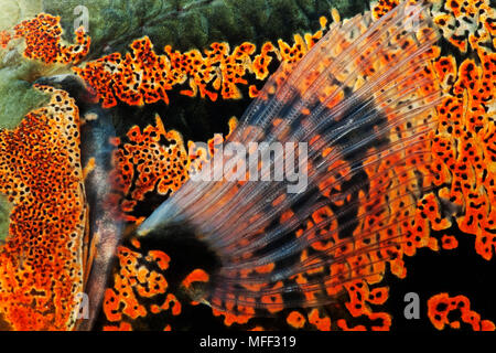 Close-up von Skalen und Fin von Oscar Fisch (Astonotus Ocellatus). Tropische Süßwasserfische. Auch als Tiger Oscar, Oscar, Oscar Cichlid, Samt bekannt Stockfoto