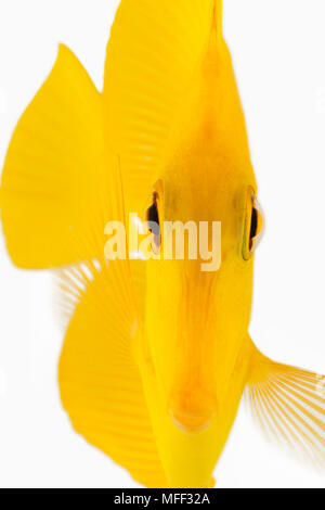 Vorderansicht des Gelben tang Fisch (Zebrasoma flavescens). Auch Gelb Hawaiian Tang, Gelb Sailfin Tang oder gelben Doktorfische bekannt. Herbivore trop Stockfoto