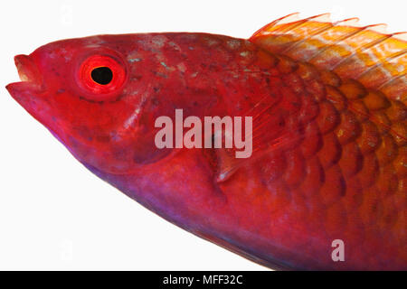 Fairy lippfisch Fisch (Cirrhilabrus sp.). Tropical marine Rifffische, die Feeds auf zooplanktons in der Wildnis. Dist. Indo-pazifischen Region. Studio shot vor Stockfoto