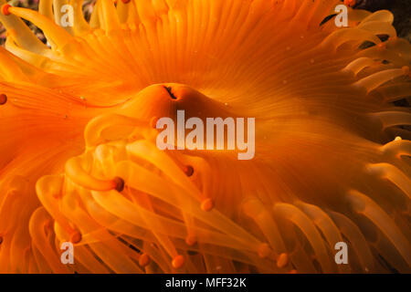 Bubble tip Anemone (Entacmaea quadricolor). Auch als Vier farbige Anemonen, Kastanienbraun Glühlampe Anemone, Glühbirne, Glühlampe Tentakel Tipp Anemone Anemone, die Glühbirne Ane bekannt Stockfoto