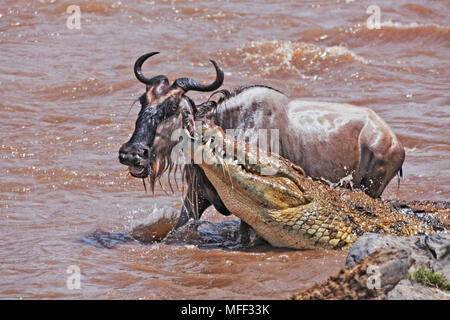 Nilkrokodil (Crocodylus niloticus) Fang Streifengnu (connochaetes Taurinus). In der frühen Phase der Migration wie Gnus überqueren Sie die Ma Stockfoto