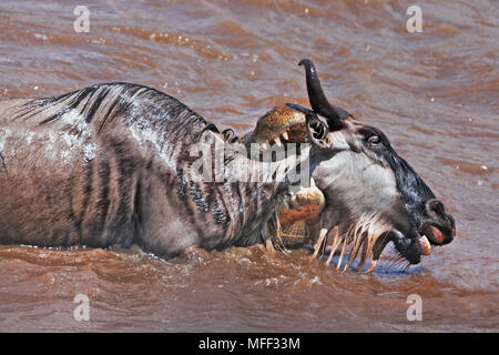 Nilkrokodil (Crocodylus niloticus) Fang Streifengnu (connochaetes Taurinus). In der frühen Phase der Migration wie Gnus überqueren Sie die Ma Stockfoto