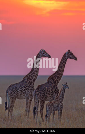 Maasai Giraffe (Giraffa Camelopardalis subspp.) Auf Mara Plains bei Sonnenuntergang. Dist. Afrika südlich des Äquators. Stockfoto