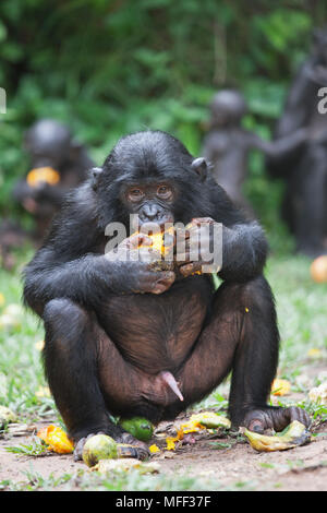 Bonobo/pygmy Schimpansen (Pan paniscus) Ernährung auf Obst, Sanctuary Lola Ya Bonobo Schimpanse, der Demokratischen Republik Kongo. Captive Stockfoto