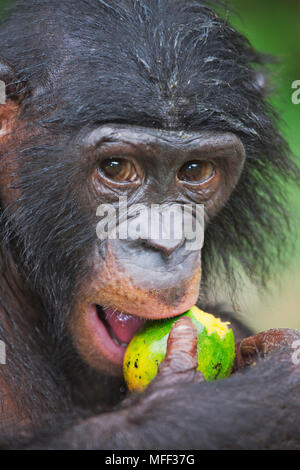 Bonobo/pygmy Schimpansen (Pan paniscus) Ernährung auf Obst, Sanctuary Lola Ya Bonobo Schimpanse, der Demokratischen Republik Kongo. Captive Stockfoto