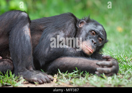 Bonobo/pygmy Schimpansen (Pan paniscus) liegen auf der Seite, Sanctuary Lola Ya Bonobo Schimpanse, der Demokratischen Republik Kongo. Captive Stockfoto