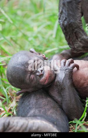 Bonobo/pygmy Schimpansen (Pan paniscus) Junge am Bein nach Ruhe, Sanctuary Lola Ya Bonobo Schimpanse, der Demokratischen Republik Kongo. Captive Stockfoto