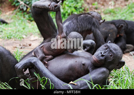 Bonobo/pygmy Schimpansen (Pan paniscus) Familie Interaktion, Sanctuary Lola Ya Bonobo Schimpanse, der Demokratischen Republik Kongo. Captive Stockfoto