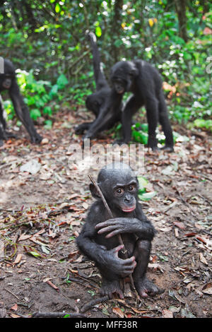 Bonobo/pygmy Schimpansen (Pan paniscus) die Jungen spielen mit Stick, Sanctuary Lola Ya Bonobo Schimpanse, der Demokratischen Republik Kongo. Captive Stockfoto