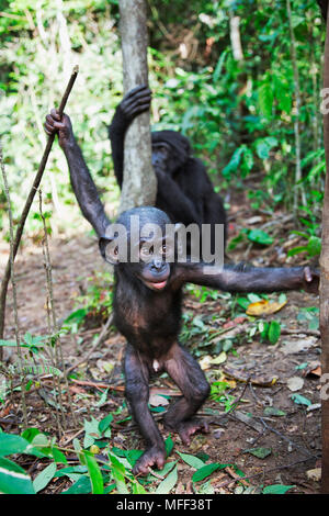 Bonobo/pygmy Schimpansen (Pan paniscus) die Jungen spielen mit Stick, Sanctuary Lola Ya Bonobo Schimpanse, der Demokratischen Republik Kongo. Captive Stockfoto