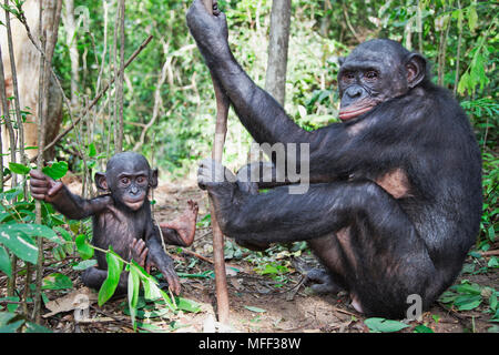 Bonobo/pygmy Schimpansen (Pan paniscus) Jugendliche und Erwachsene Interaktion, Sanctuary Lola Ya Bonobo Schimpanse, der Demokratischen Republik Kongo. Captive Stockfoto