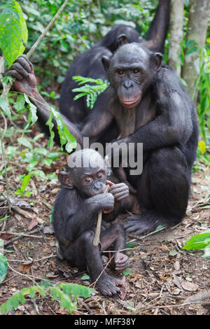 Bonobo/pygmy Schimpansen (Pan paniscus) Jugendliche und Erwachsene Interaktion, Sanctuary Lola Ya Bonobo Schimpanse, der Demokratischen Republik Kongo. Captive Stockfoto