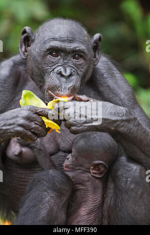 Bonobo/pygmy Schimpansen (Pan paniscus) Jugendliche und Erwachsene Fütterung mit Obst, Heiligtum Lola Ya Bonobo Schimpanse, der Demokratischen Republik Kongo. Captiv Stockfoto