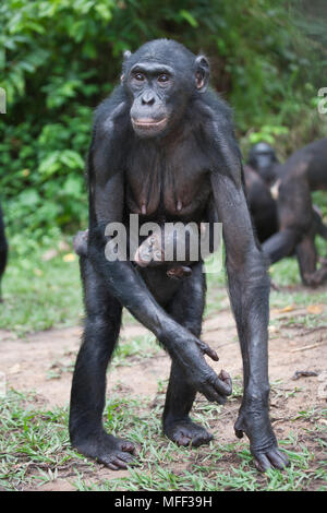 Bonobo/pygmy Schimpansen (Pan paniscus) Mutter und Jungtiere, Sanctuary Lola Ya Bonobo Schimpanse, der Demokratischen Republik Kongo. Captive Stockfoto