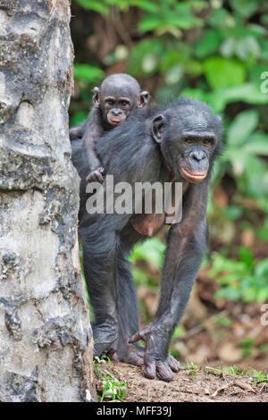 Bonobo/pygmy Schimpansen (Pan paniscus) Mutter und Jungtiere, Sanctuary Lola Ya Bonobo Schimpanse, der Demokratischen Republik Kongo. Captive Stockfoto