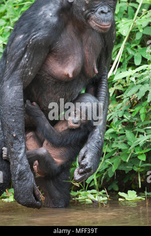 Bonobo/pygmy Schimpansen (Pan paniscus) Mutter mit Jungen im Wasser, im Heiligtum Lola Ya Bonobo Schimpanse, der Demokratischen Republik Kongo. Captive Stockfoto